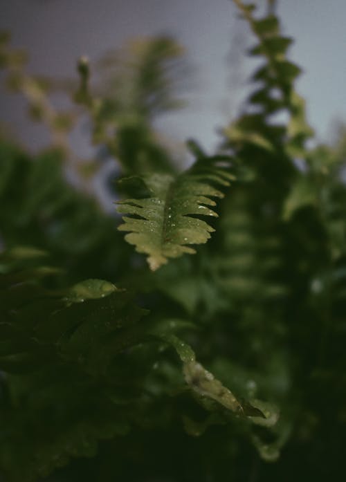 คลังภาพถ่ายฟรี ของ พร่ามัว, ใบไม้สีเขียว