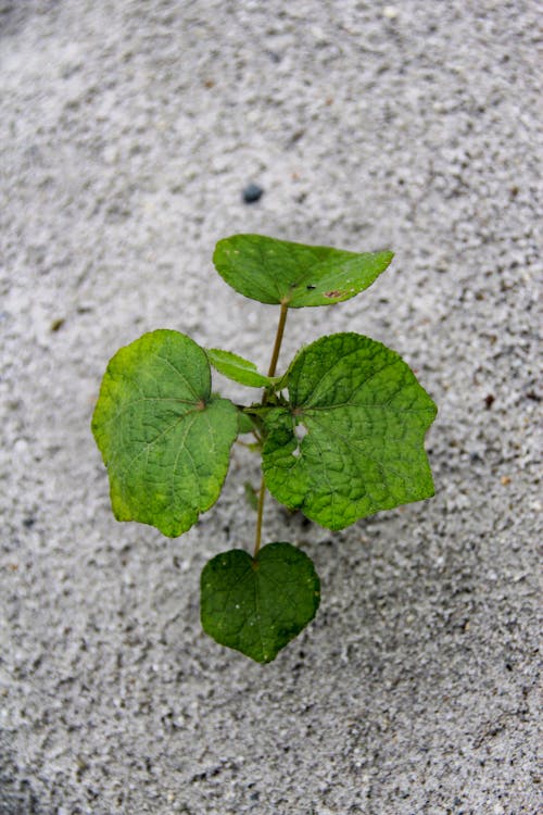 Foto stok gratis daun, hijau, kontras