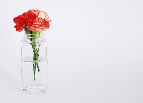 Fotografia Minimalista De Uma Flor De Pétalas Vermelhas Em Um Vaso De Vidro Transparente