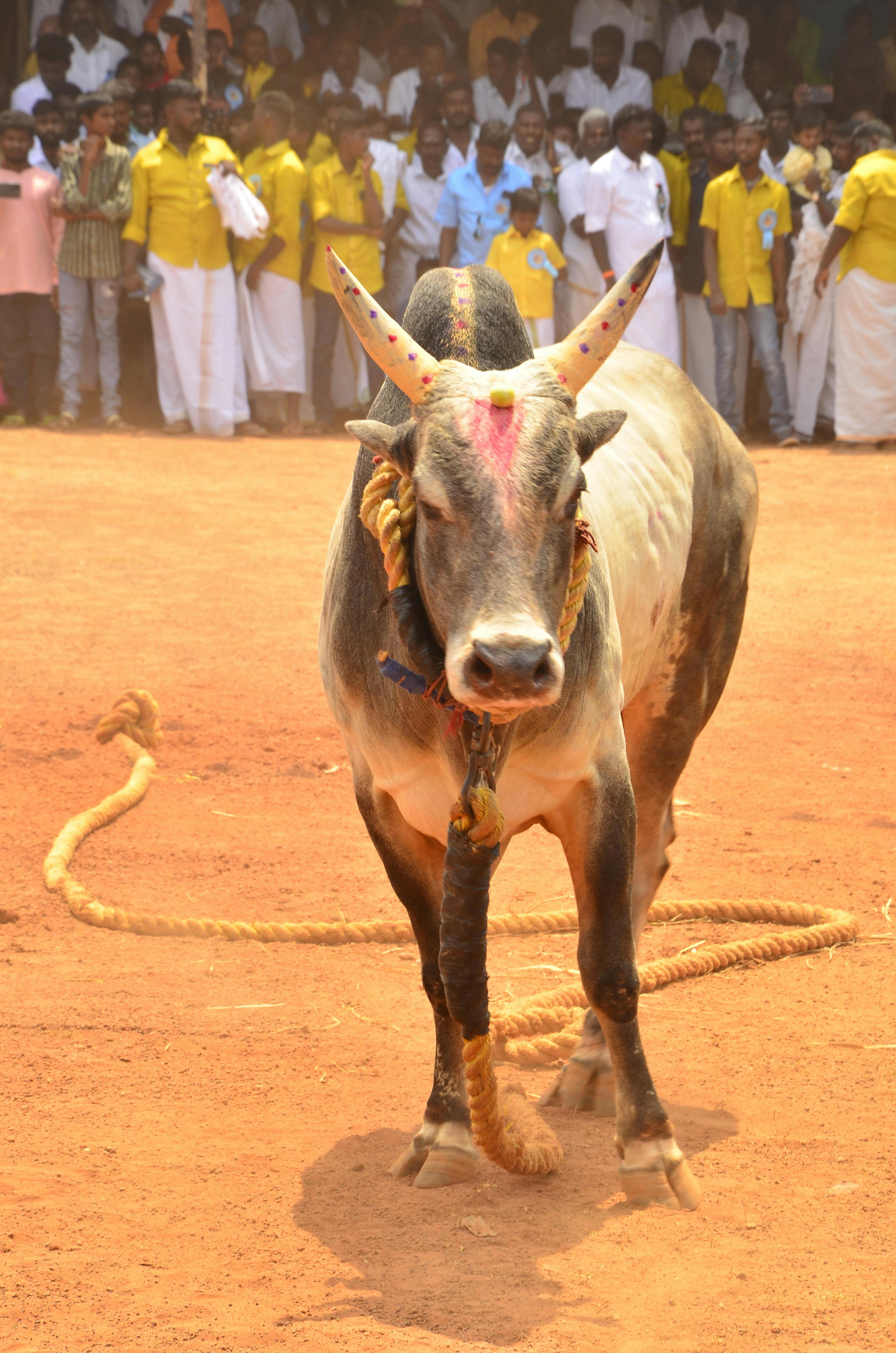 Gratuit Photos gratuites de action, adrénaline, ambiance festive Photos