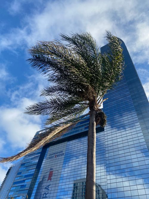 Free stock photo of beautiful, blue sky, palm tree Stock Photo