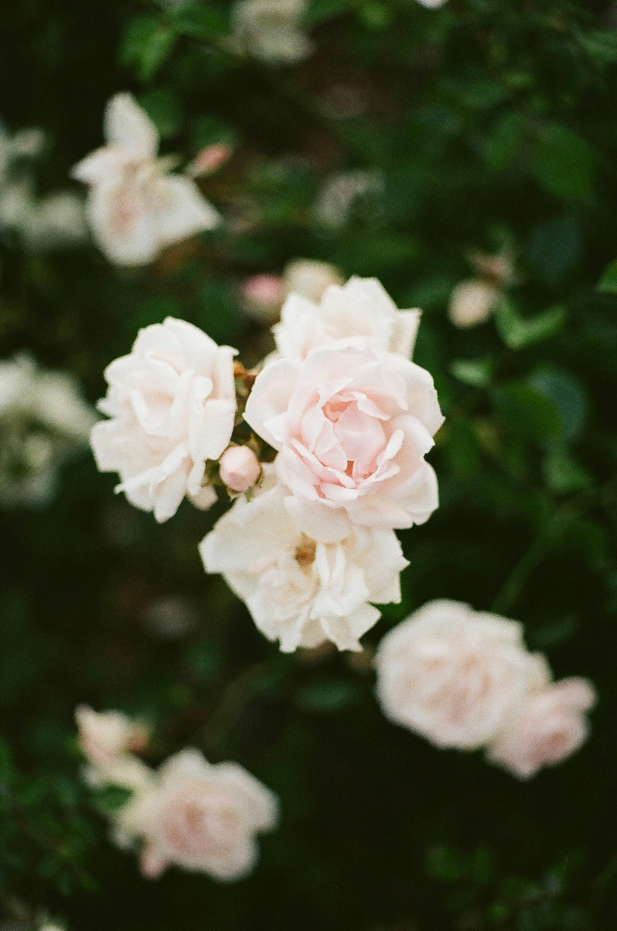 Stunning close-up of white roses blooming in a lush green garden, showing delicate petals and natural beauty.