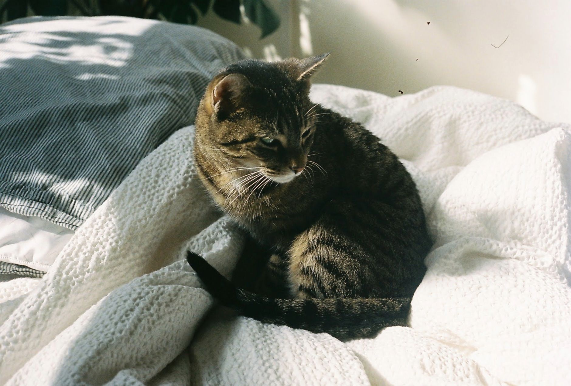 Portrait of a cat at a veterinary clinic