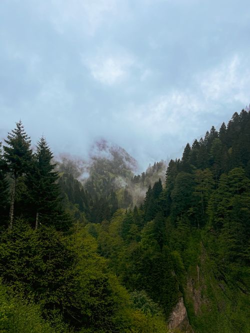 Free A serene coniferous forest on a misty hillside with clouds overhead. Stock Photo