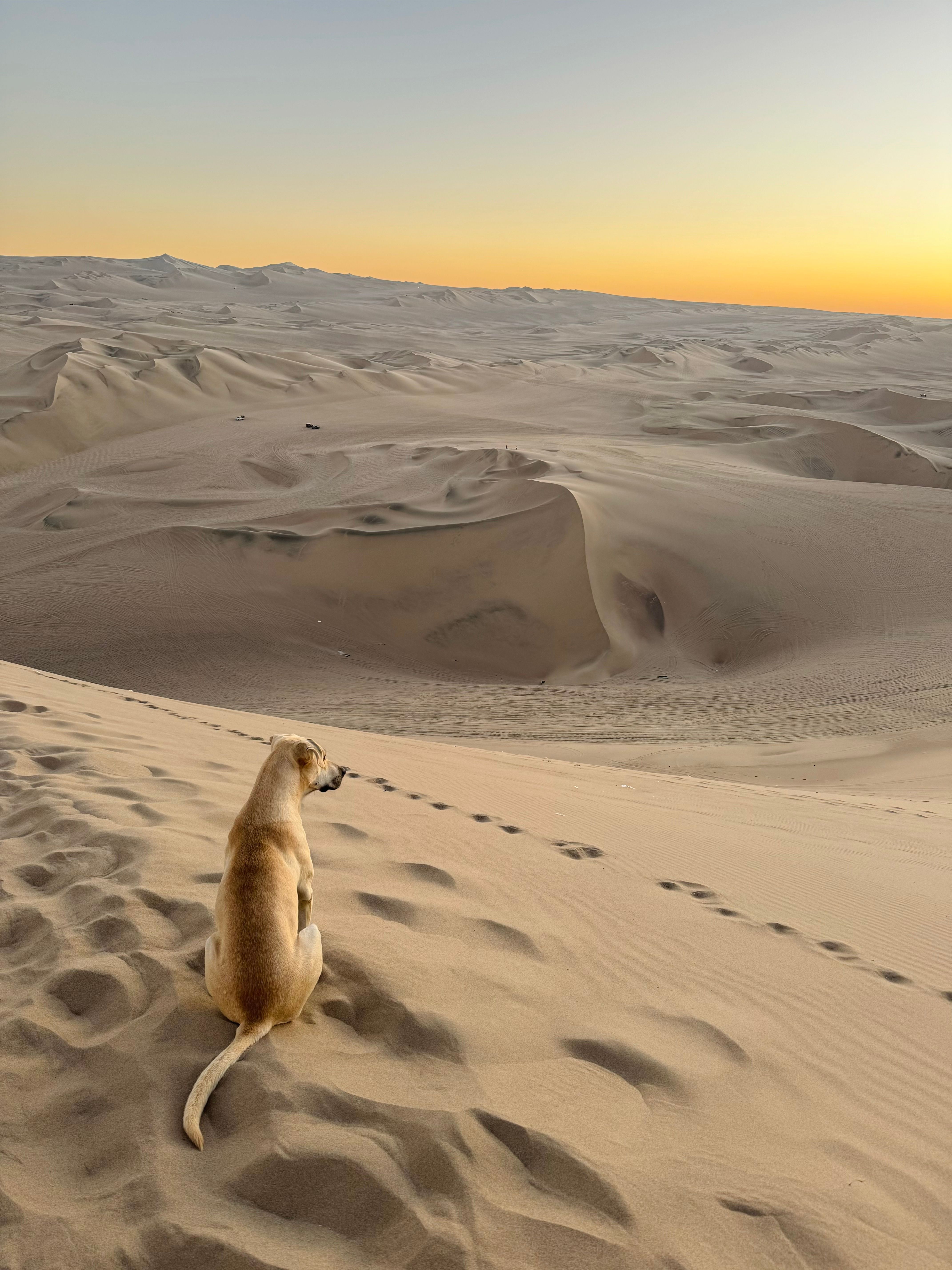 brown-dog-sitting-on-dune-on-desert-free-stock-photo