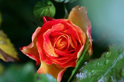 Безкоштовне стокове фото на тему «rosebush, ботаніка, вродлива»