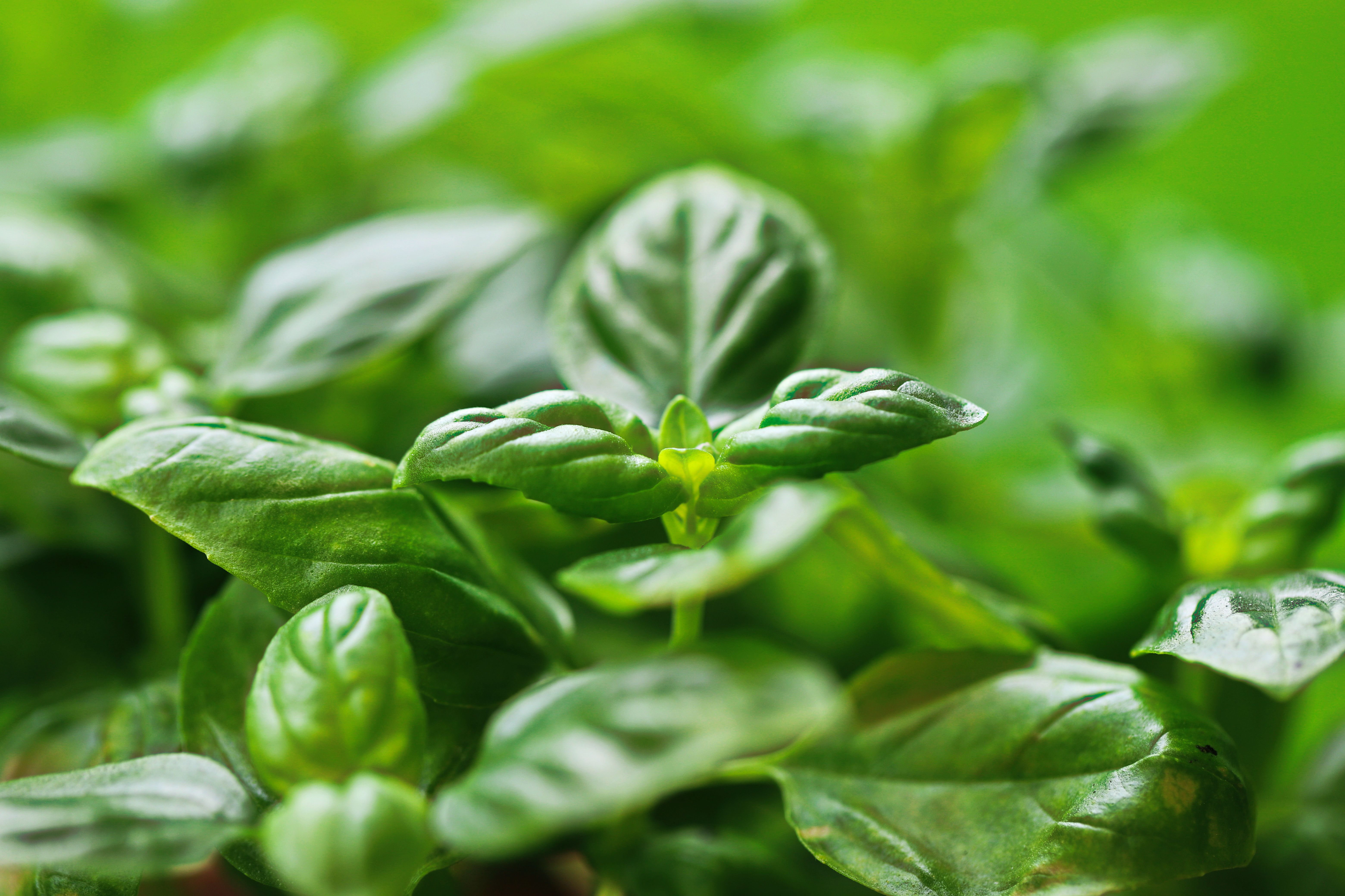 basil growing in a sunny garden bed - how to take care of a basil plant