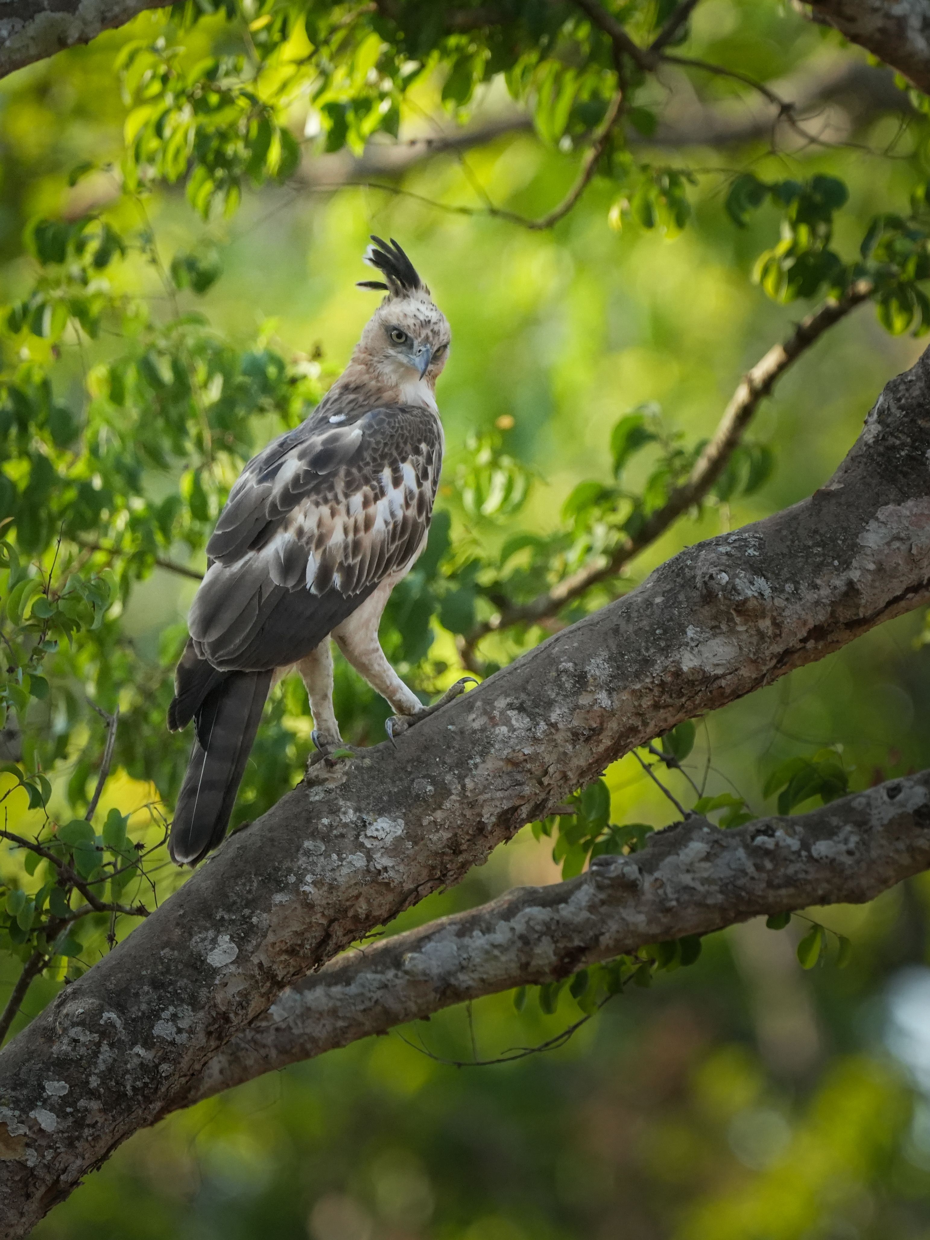 Serpent Eagle · Free Stock Photo