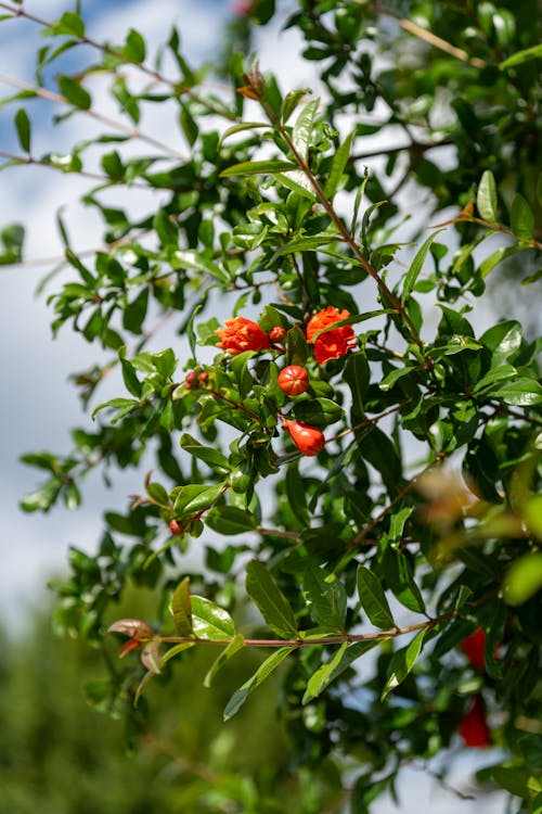 Kostnadsfri bild av blommor, fjäder, flora