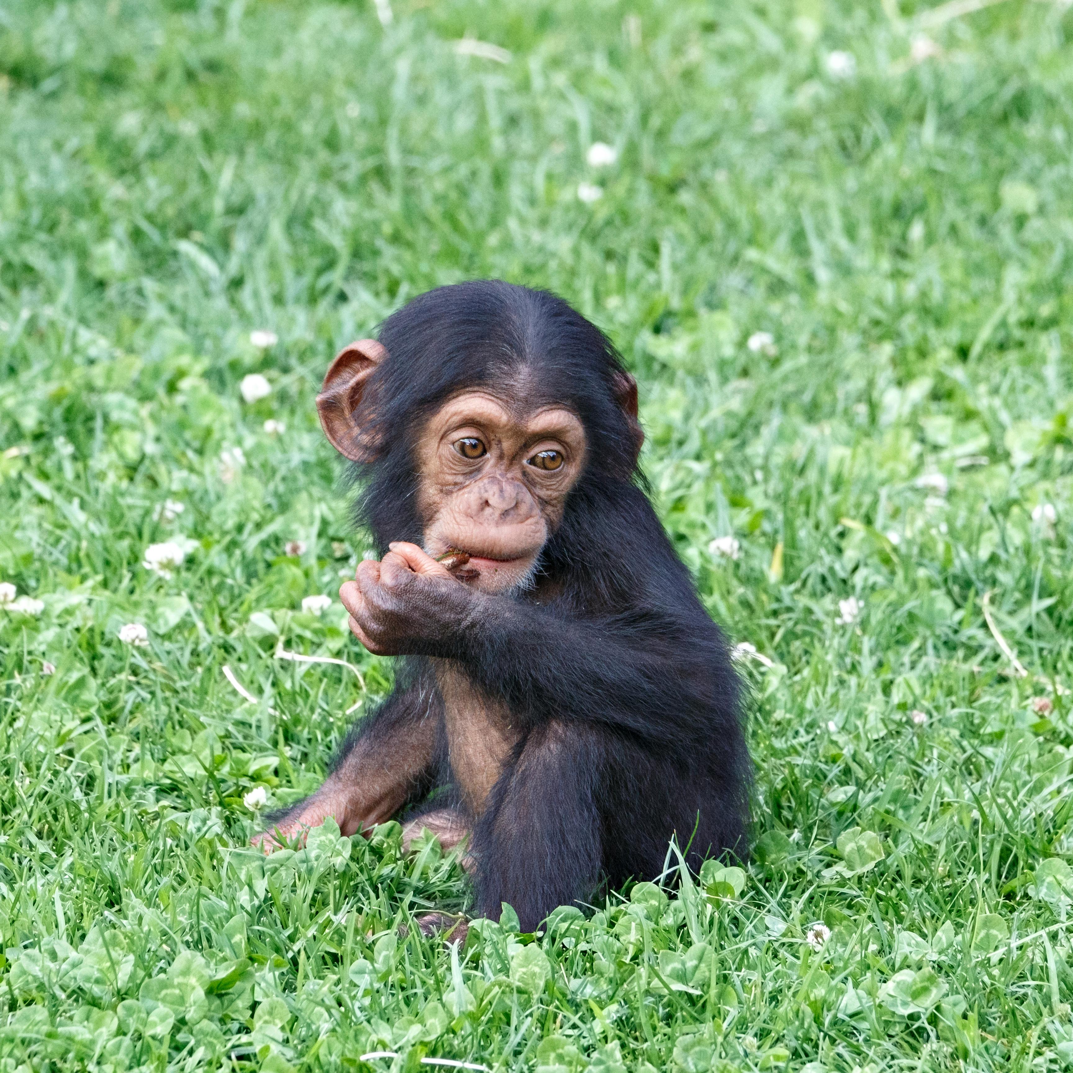 Funny Chimpanzee Photos, Download The BEST Free Funny Chimpanzee Stock