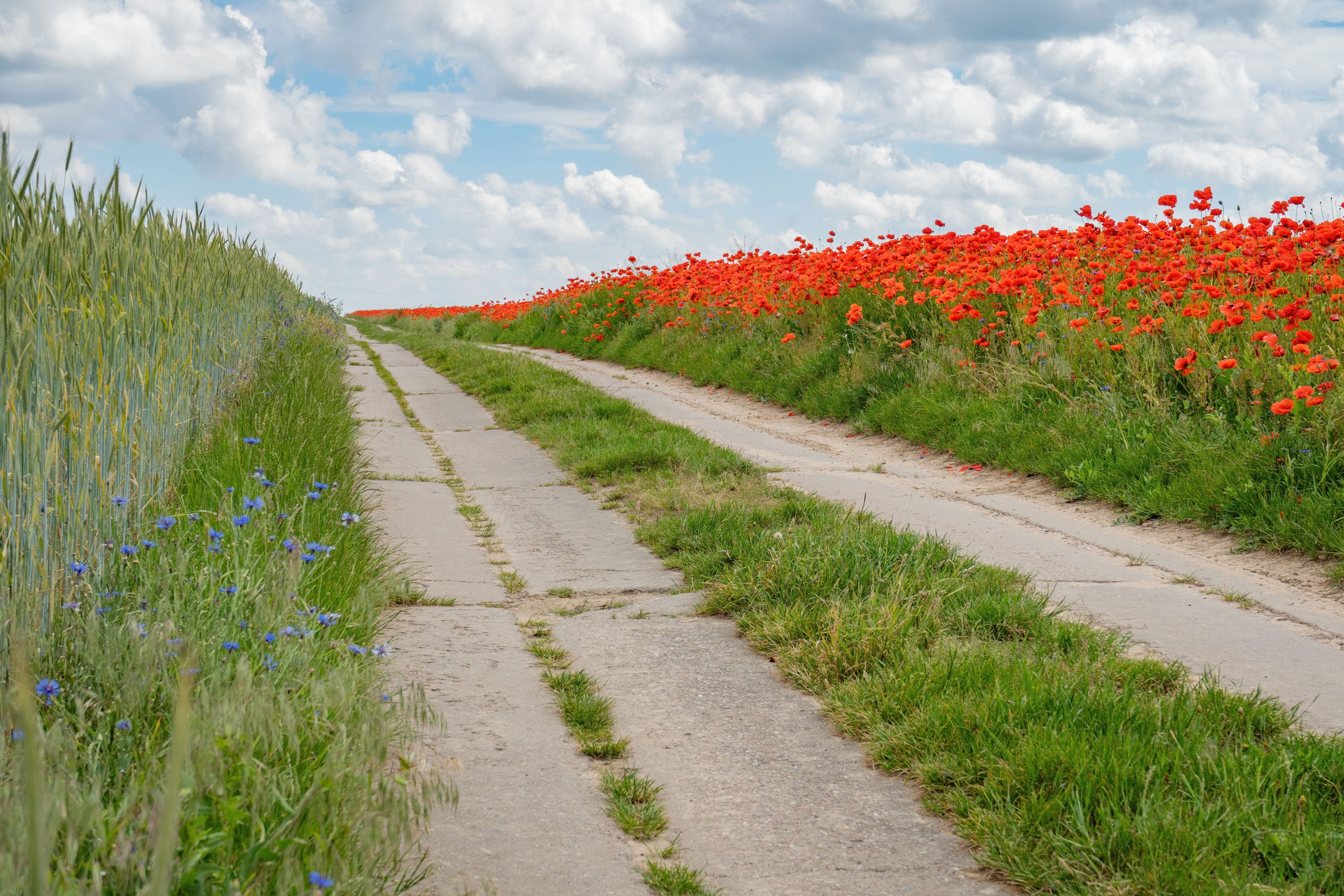 Footpath Stretching along a Field of Poppies · Free Stock Photo