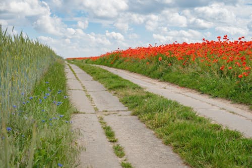 Imagine de stoc gratuită din anotimp, câmp, creștere