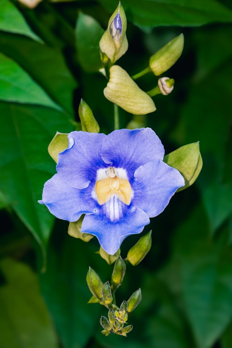 Laurel Clockvine Flower