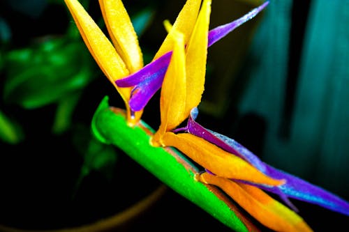 Close-up of Multi Colored Flower