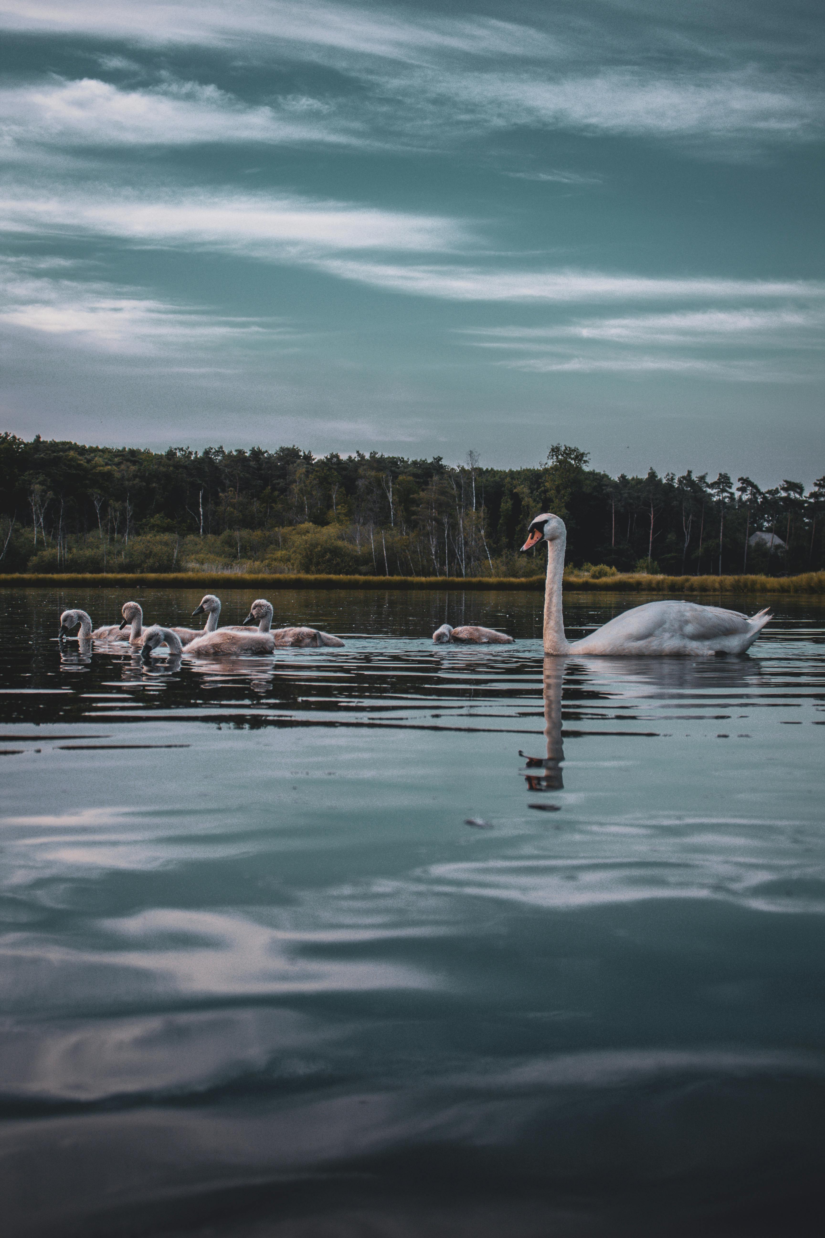 Swan love, HD phone wallpaper | Peakpx