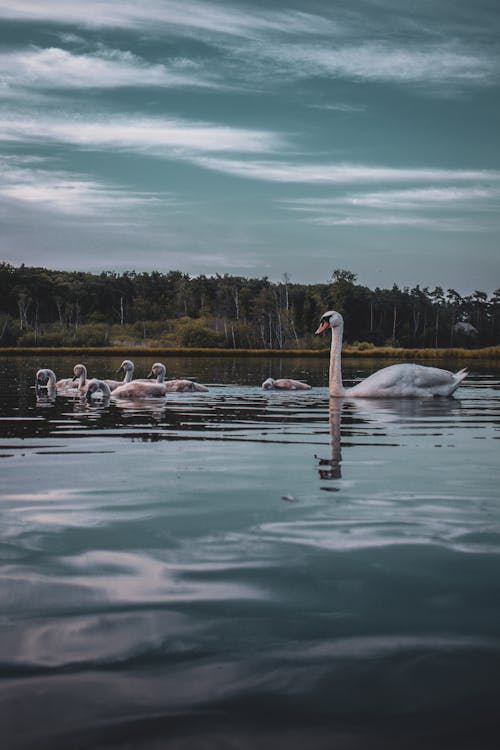 Swans On Lake