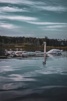 天空多云，一群优雅的天鹅在宁静的湖面上游弋