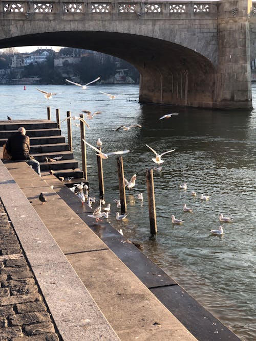 Kostnadsfri bild av basel, rhine floden, schweiz