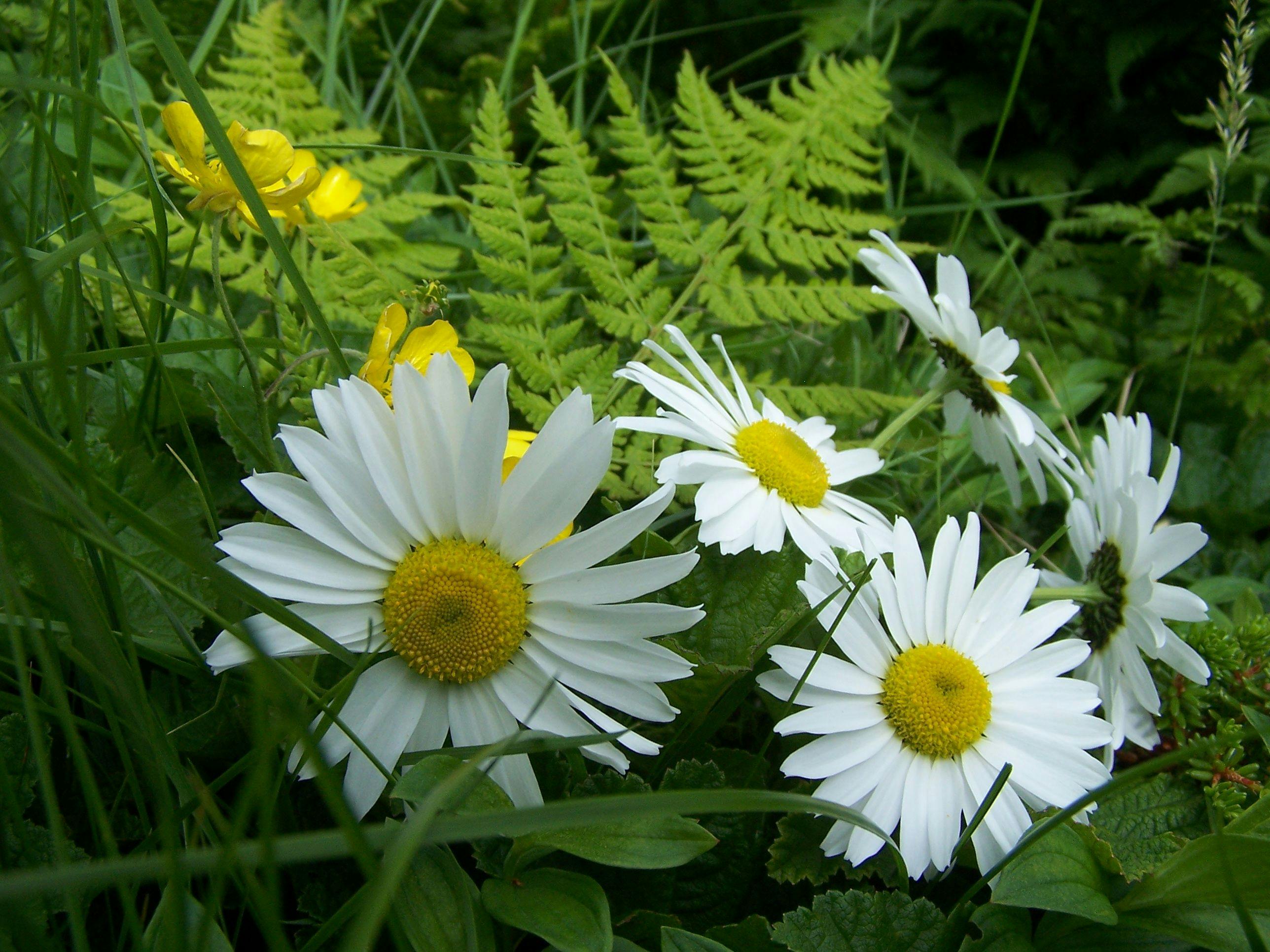 Close-up of White Flowers Blooming Outdoors