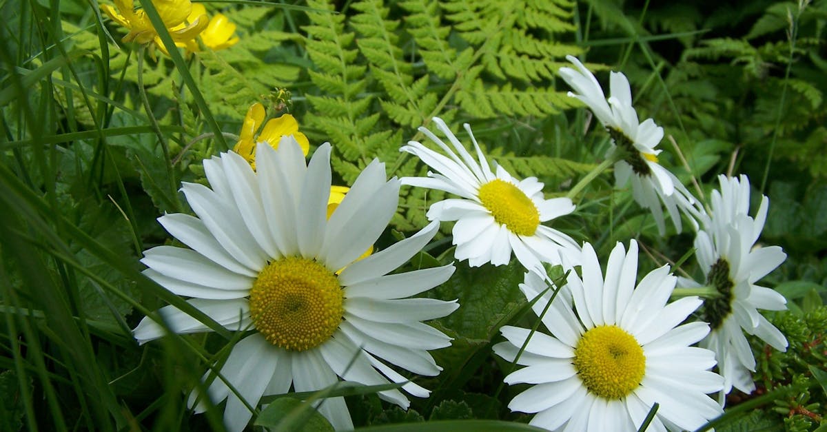 Close-up of White Flowers Blooming Outdoors