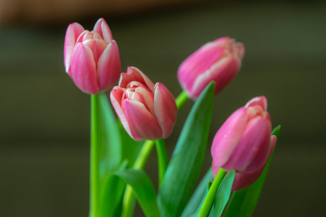 Free stock photo of pink tulips