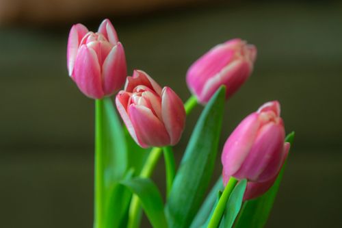 Free stock photo of pink tulips Stock Photo