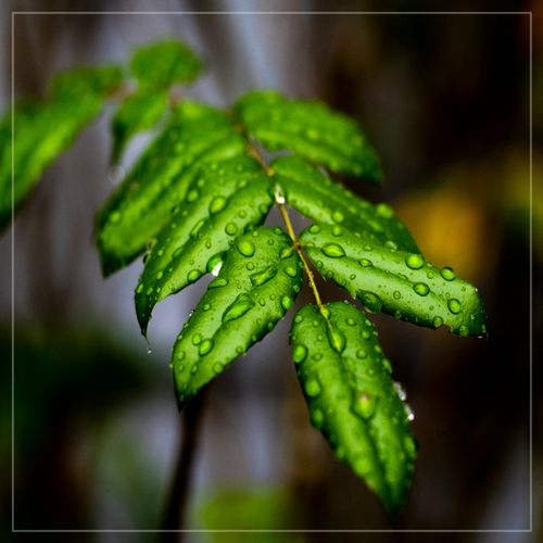 Free stock photo of rainy day Stock Photo