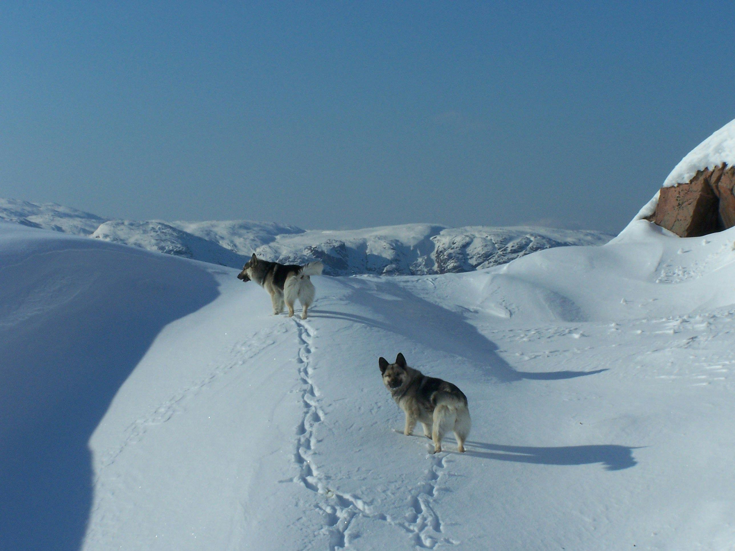 Dog on Snow Covered Landscape