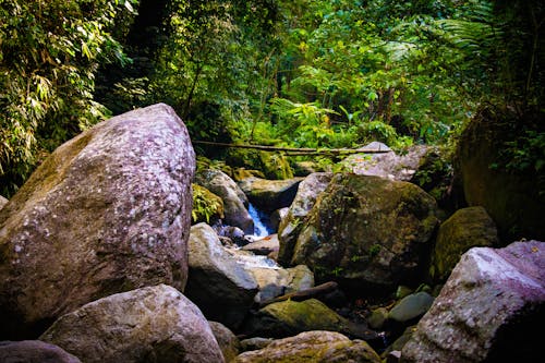 Ingyenes stockfotó esőerdő, fák, fénykép témában Stockfotó