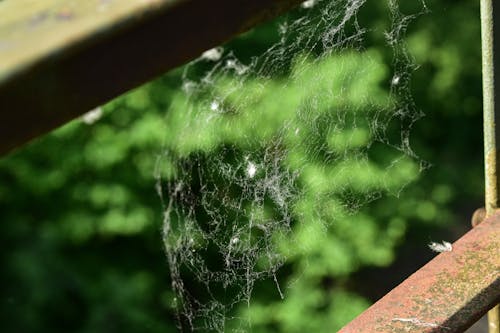 Kostenloses Stock Foto zu geländer, netz, spinnennetz
