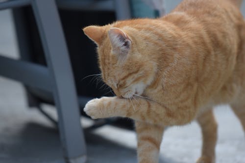 Kostenloses Stock Foto zu kater, katze, orange