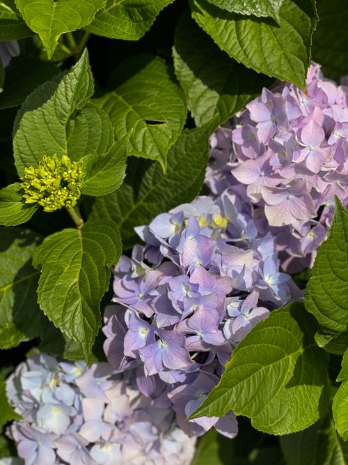 Free Vibrant purple hydrangeas blooming in a garden in Kotor, Montenegro. Stock Photo