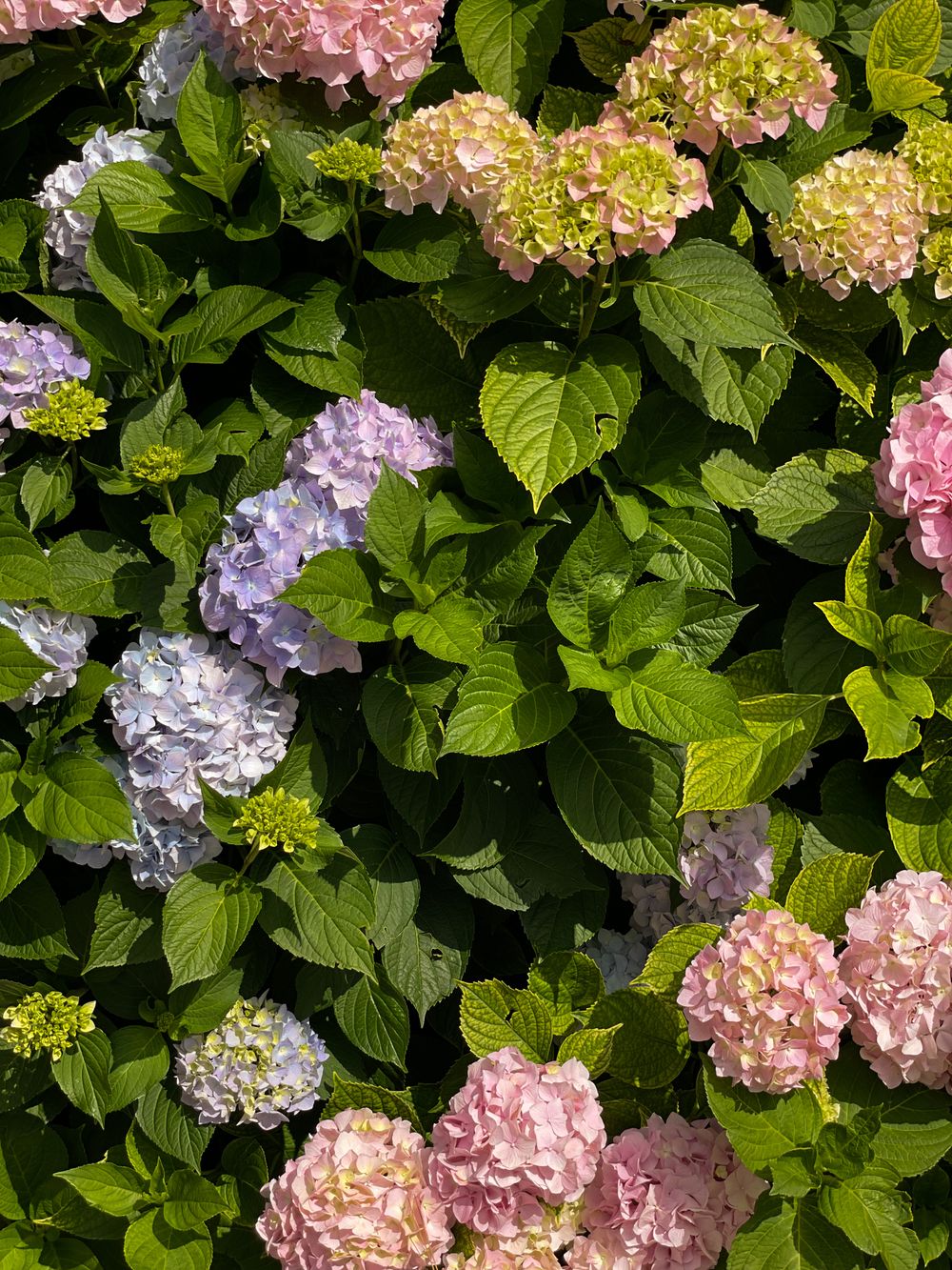 Arbusto de hortensias de varios colores en flor