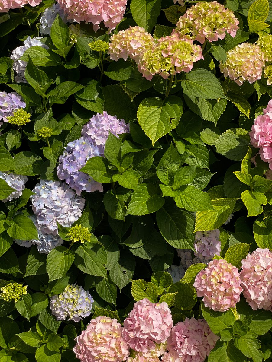 Hortensias de colores en verano