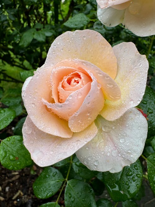 Free stock photo of garden rose, rain drops, wet