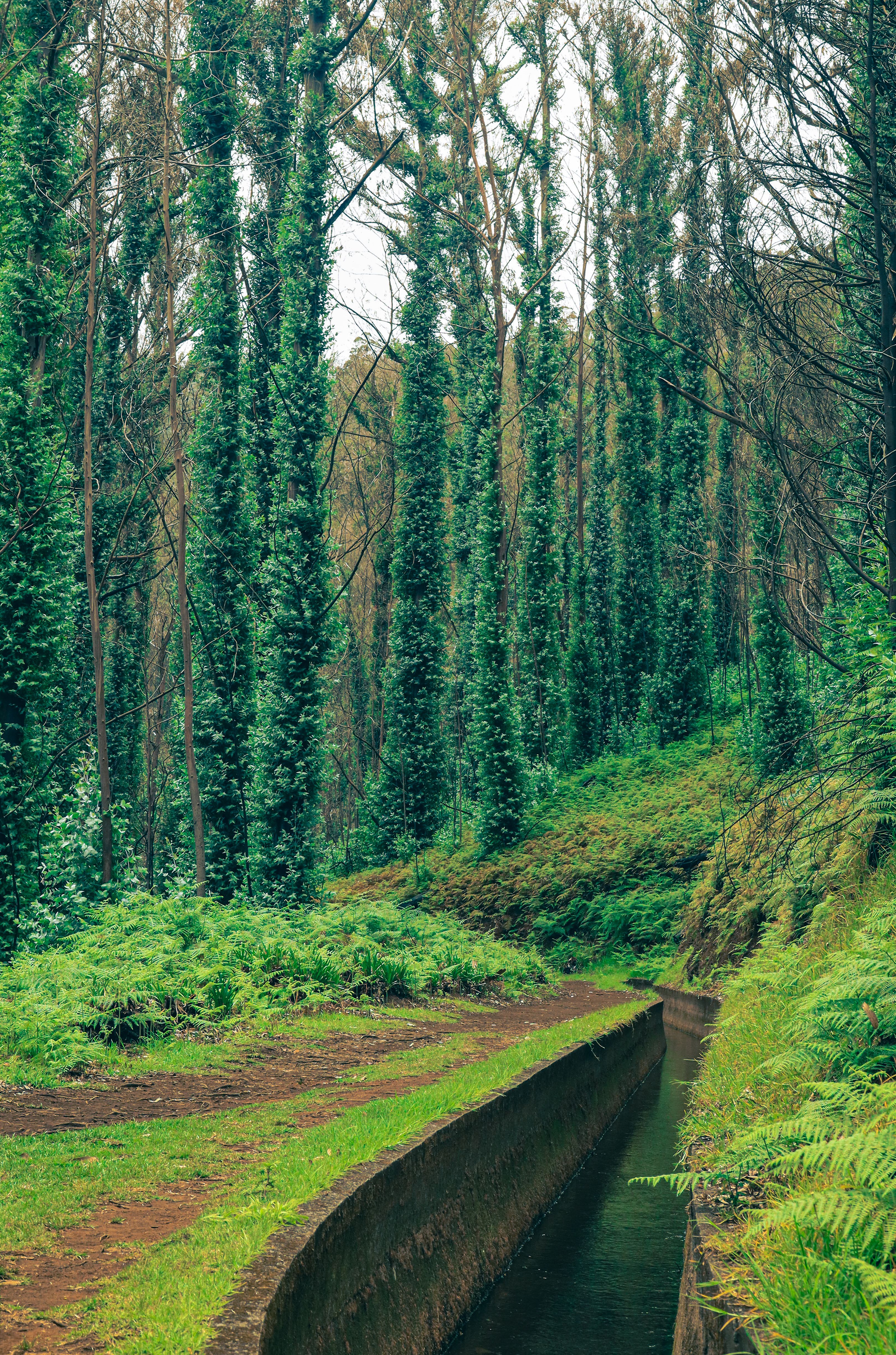 Canal in the Forest Among Trees Covered with Ivy · Free Stock Photo