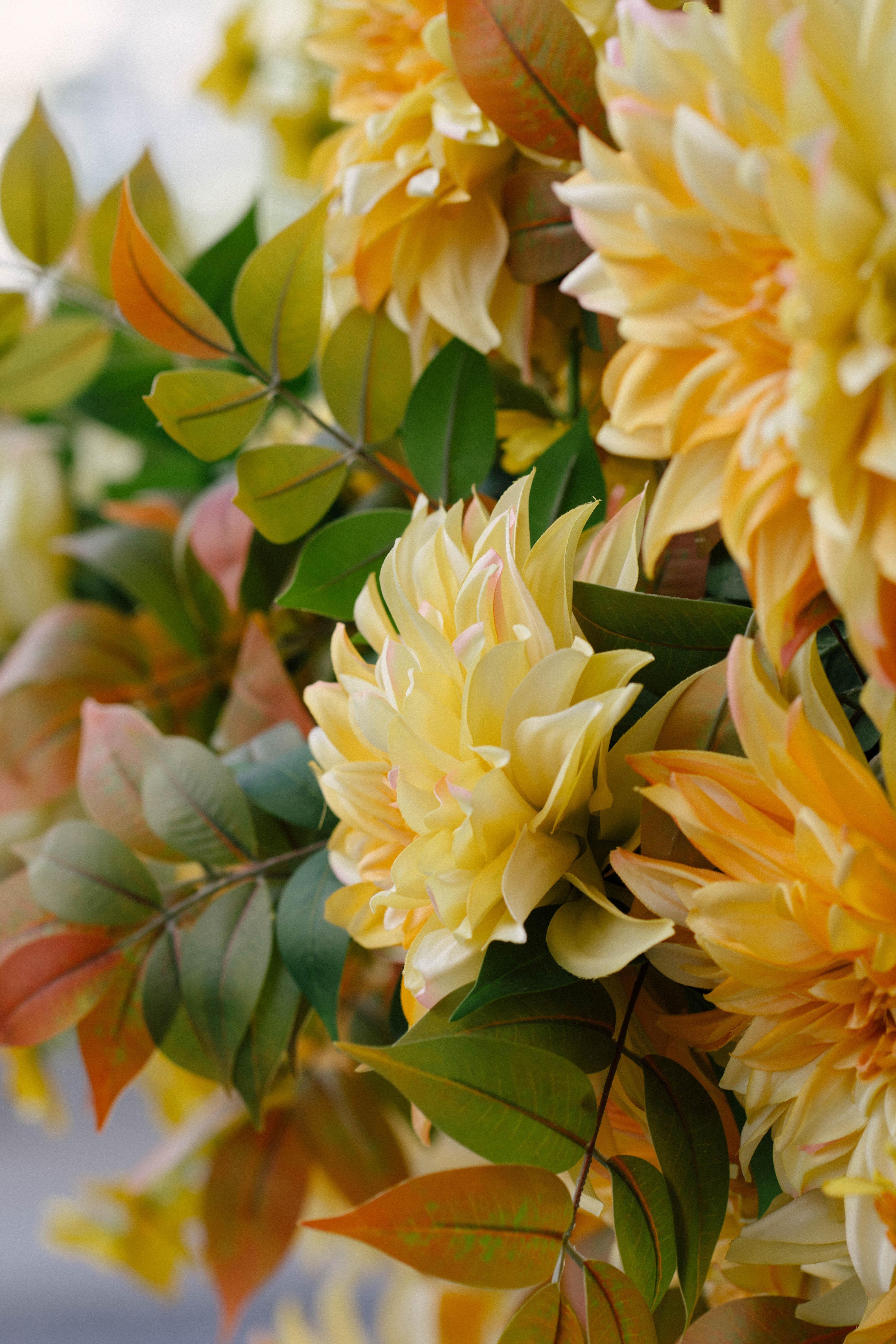 Vibrant yellow dahlias in bloom with lush foliage in a Vilnius garden setting.