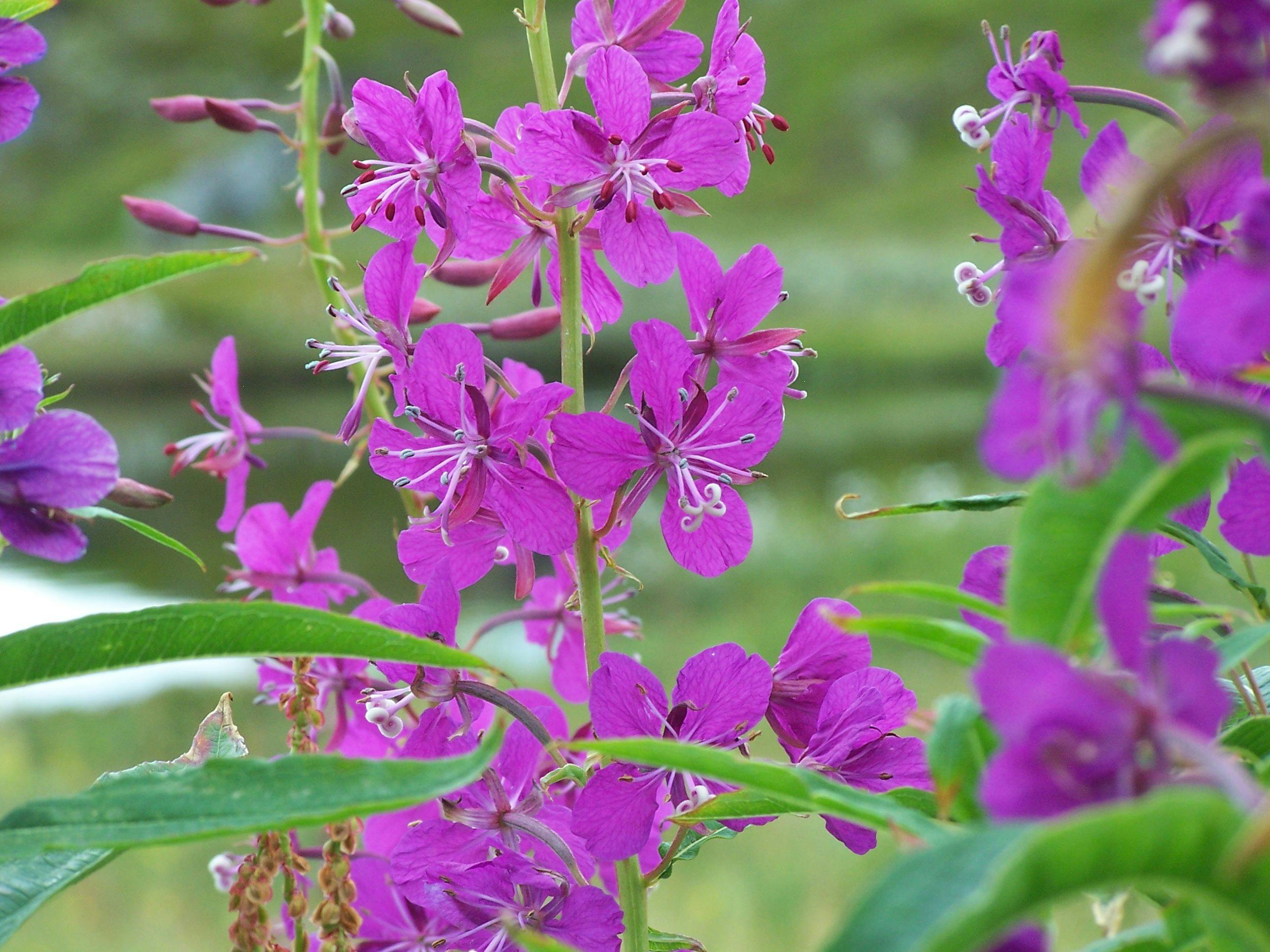 Close-up of Purple Flowers Blooming Outdoors