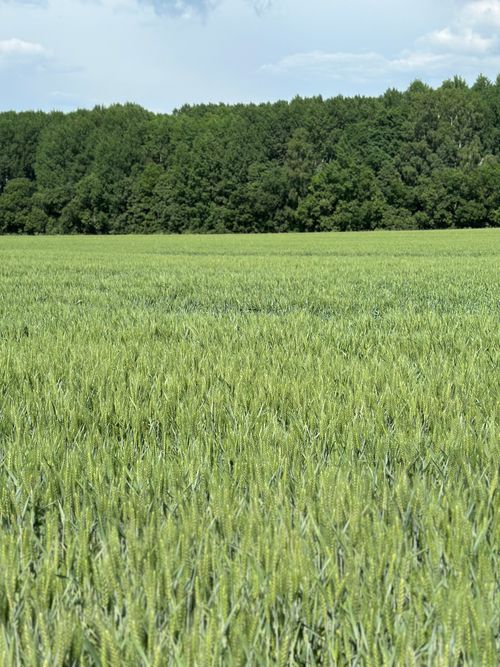 Free Vibrant green field with dense forest background in rural Dunalka, Latvia. Stock Photo
