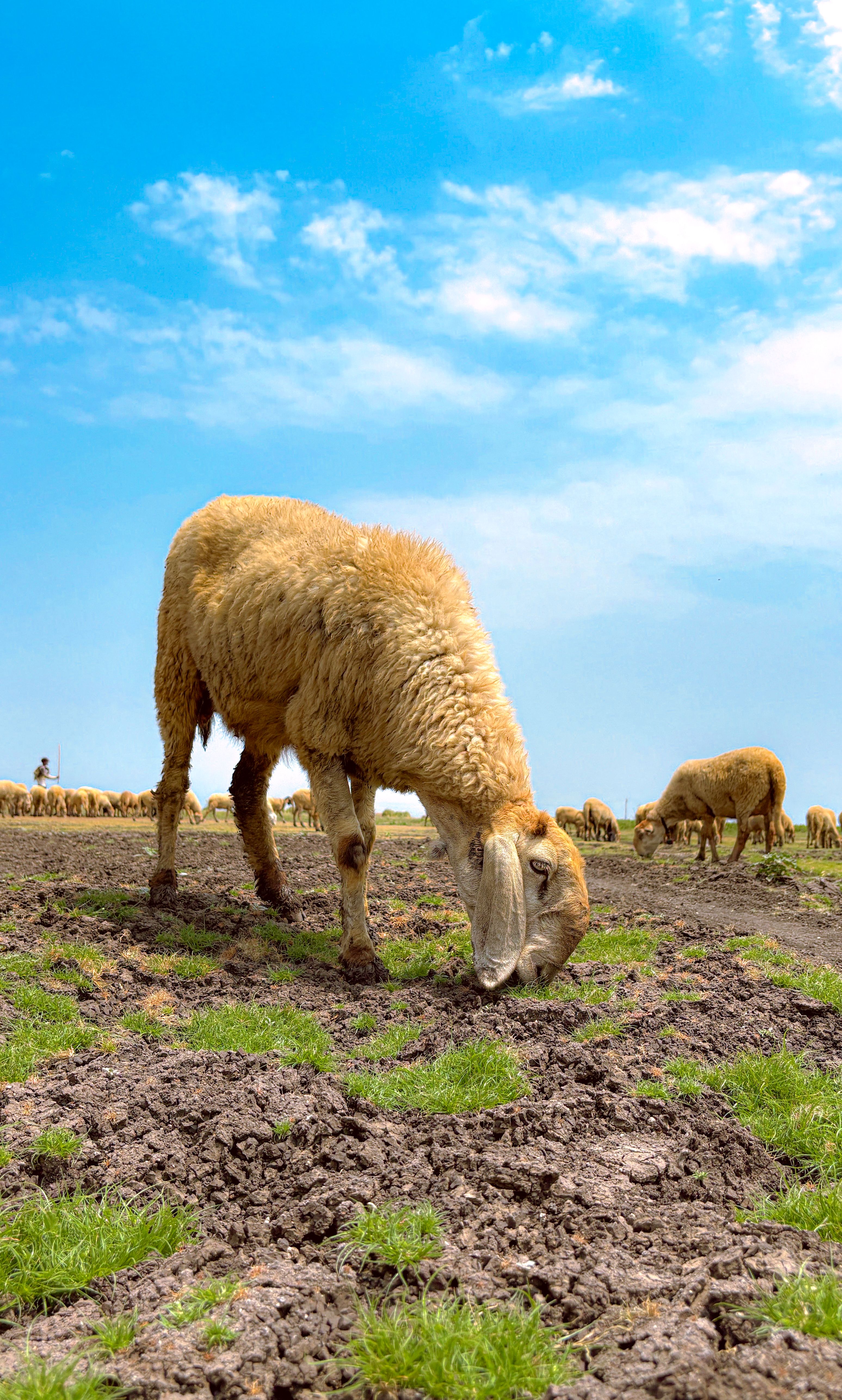 Herd of Sheep Grazing · Free Stock Photo