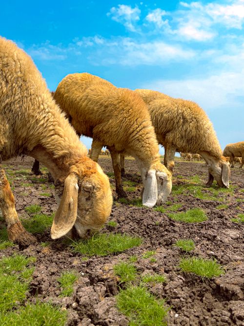 Free A flock of sheep grazing on a vibrant green field under a bright blue sky. Stock Photo