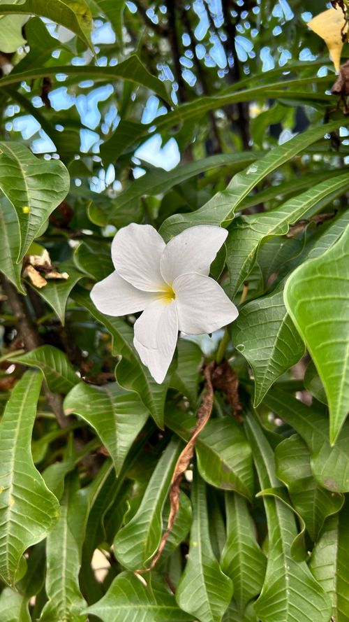 Free White Butterflay Stock Photo