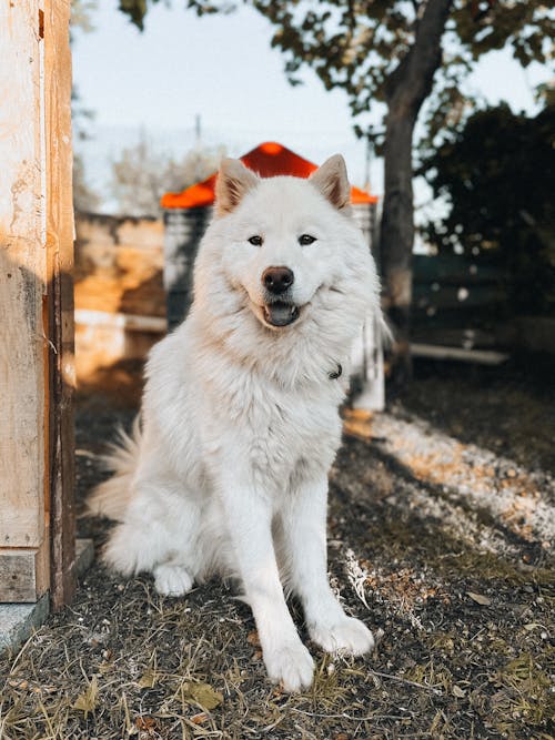 A white dog sitting in front of a wooden fence