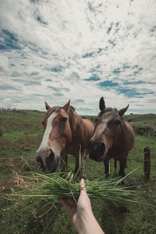 Free Two Brown Horse Near Outdoor Stock Photo