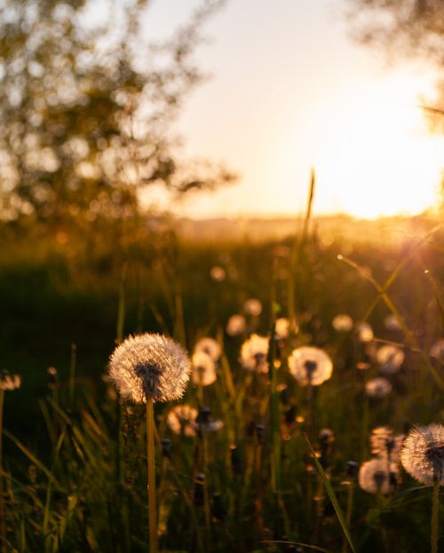 Free Peaceful meadow scene with dandelions backlit by a warm sunset, highlighting the beauty of nature. Stock Photo
