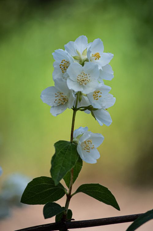 Free Beautiful close-up of white jasmine flowers against a green blurred background. Stock Photo