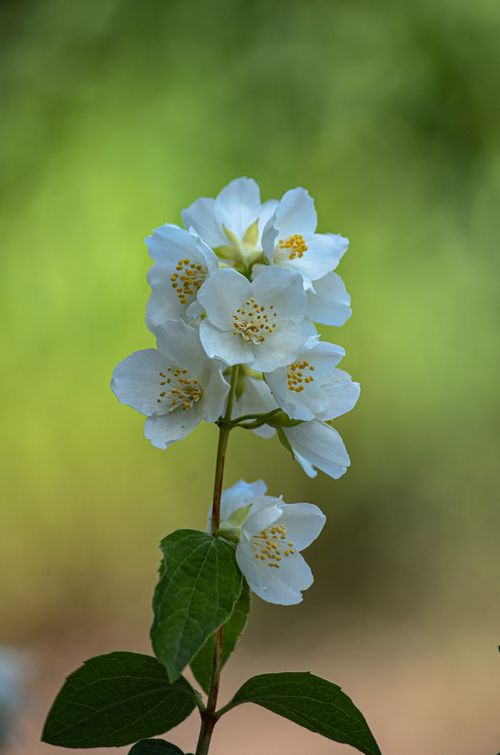 Free Vibrant close-up of blooming white jasmine flowers against a soft green background. Stock Photo