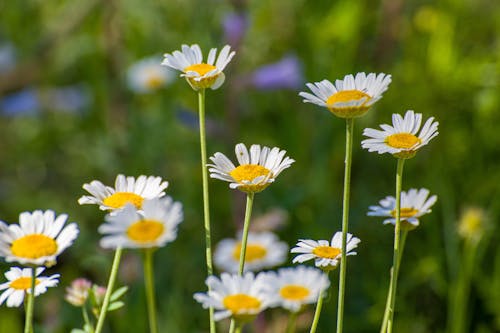 Free stock photo of white daisies