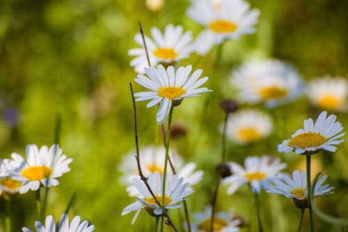 Free stock photo of white daisies