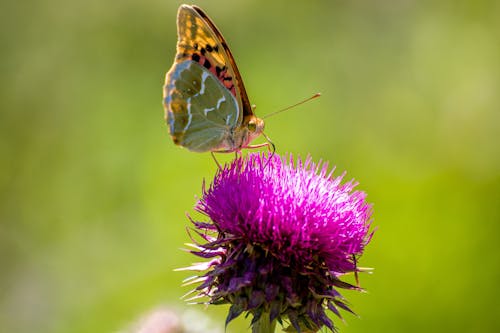 Free stock photo of butterfly